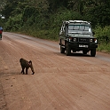2,1 - Ngorongoro